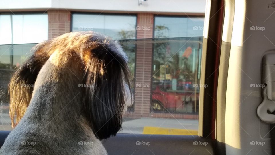 Window, Mammal, Portrait, Animal, Dog