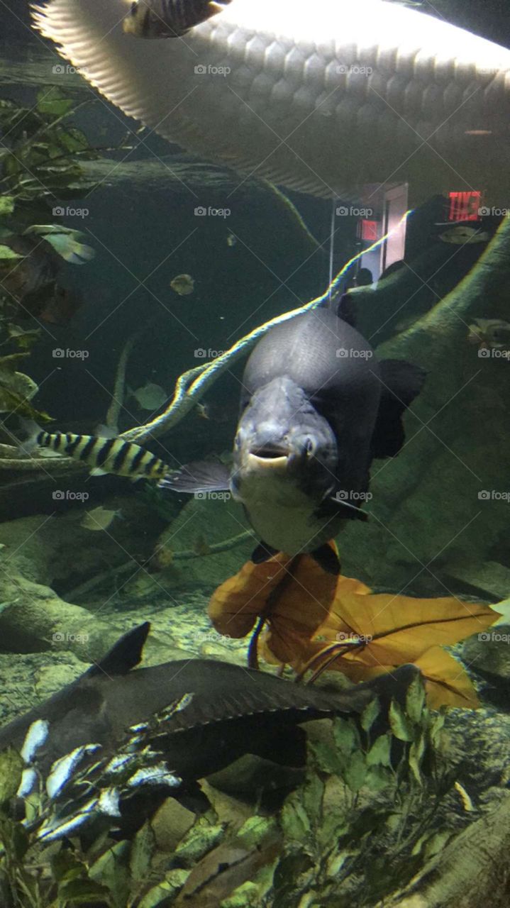 Large smiling pacu from the New York Aquarium.