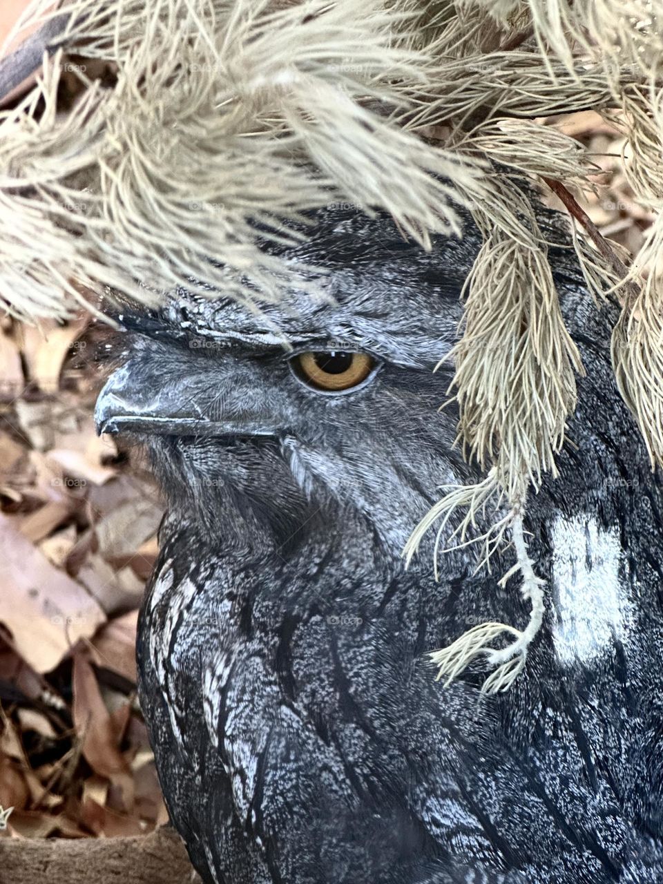 Tawny frog mouth 