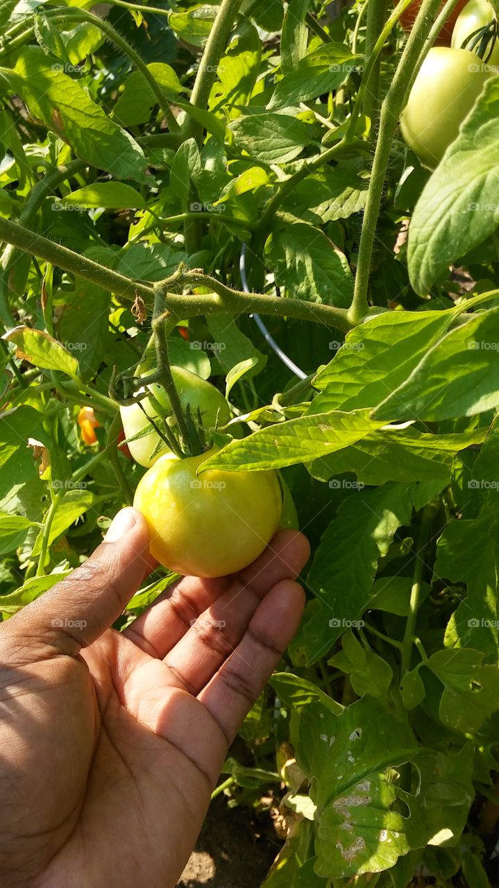 Food, Leaf, Pasture, Agriculture, Vegetable