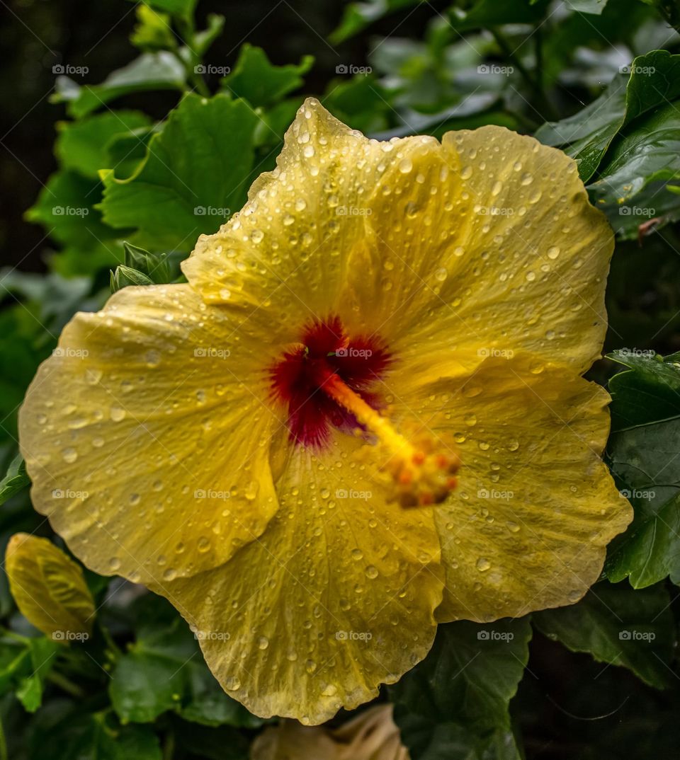 Beautiful yellow hibiscus flower glistening with water droplets on a shaded day 