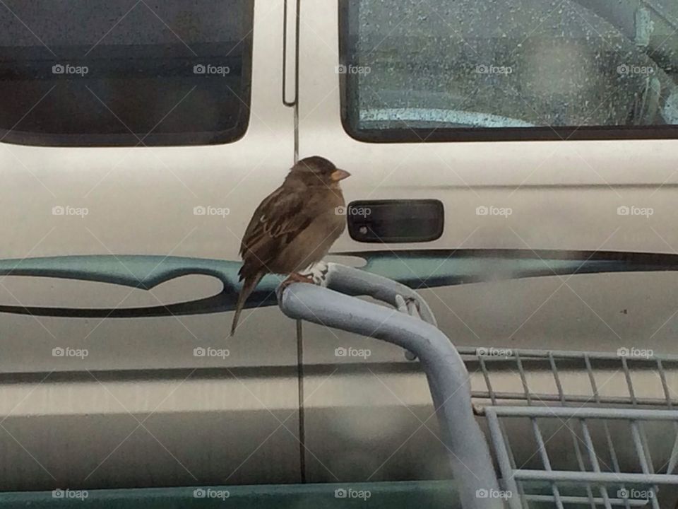 Bird hanging on a cart