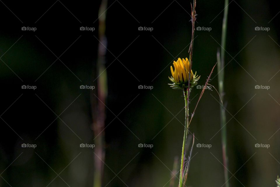 Lone flower
