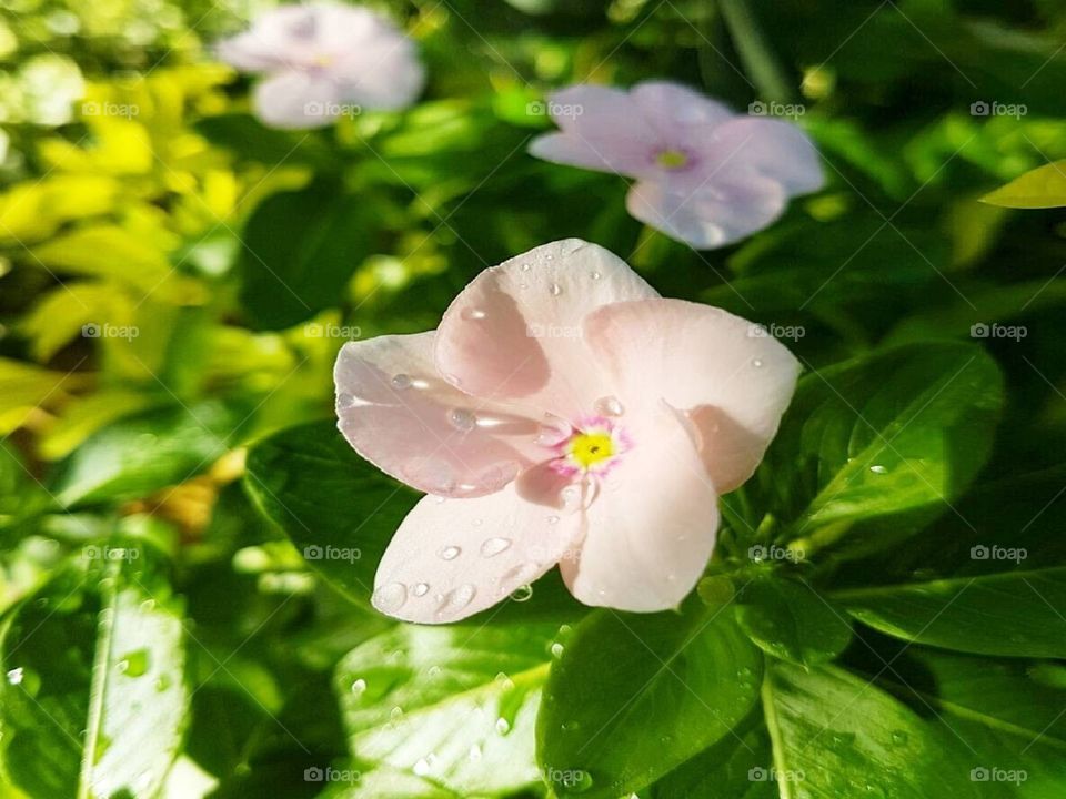 Periwinkle Flower blooms