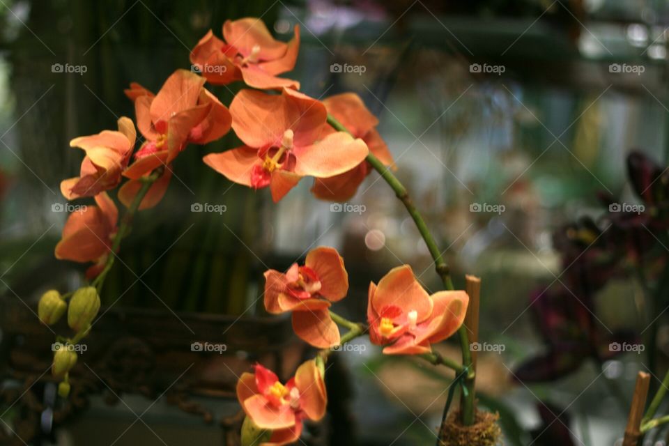 Warm Orchids