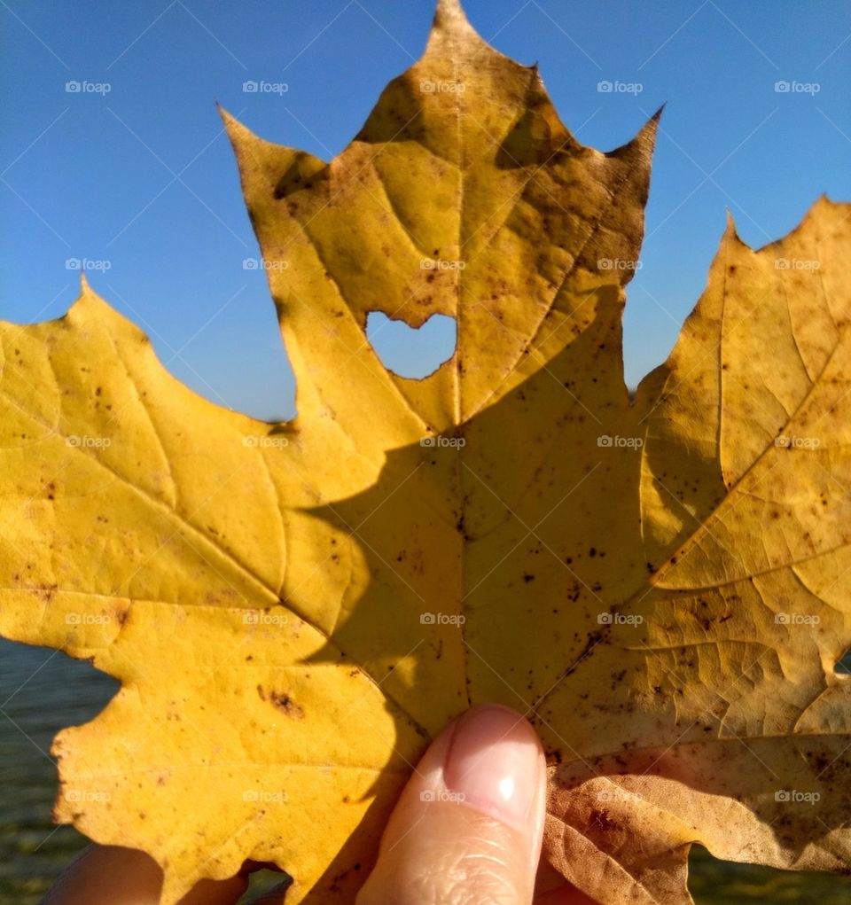 autumn leaf in the hand in sunlight, autumn time, beautiful autumn nature