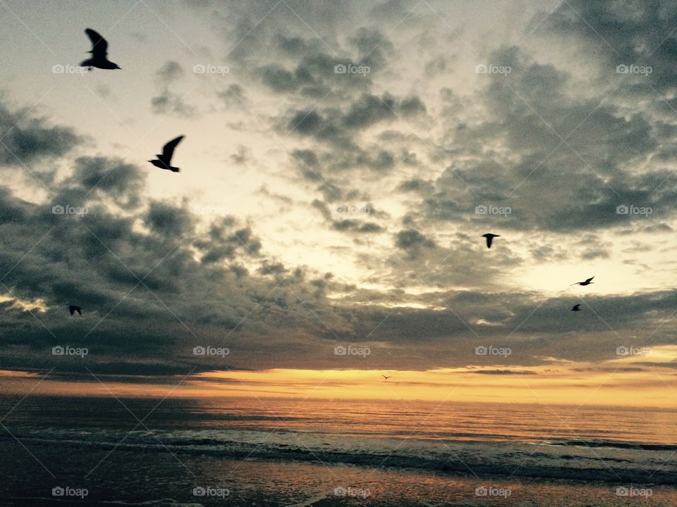 Gulls at sunrise. Seagulls welcome the glorious sunrise at Surfside Beach South Carolina