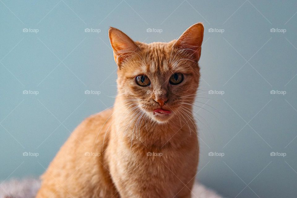 Orange cat 