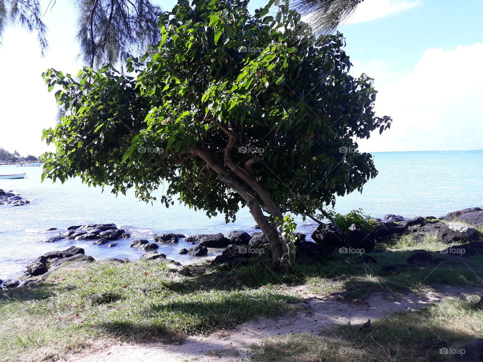 Green Tree growing on the Seashore to provide Shade, Grass growing the Sand to prevent erosion, rocks in the blue Water, blue Sky, Summer, Calm Water.