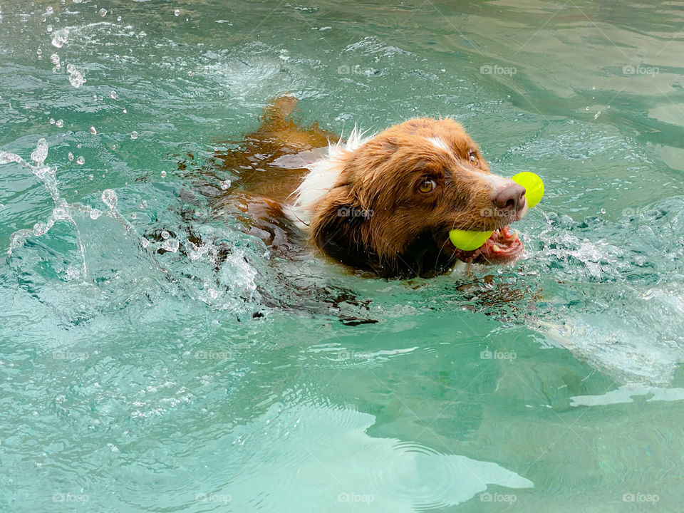 Cute brown and white border collie splashing in a swimming pool 