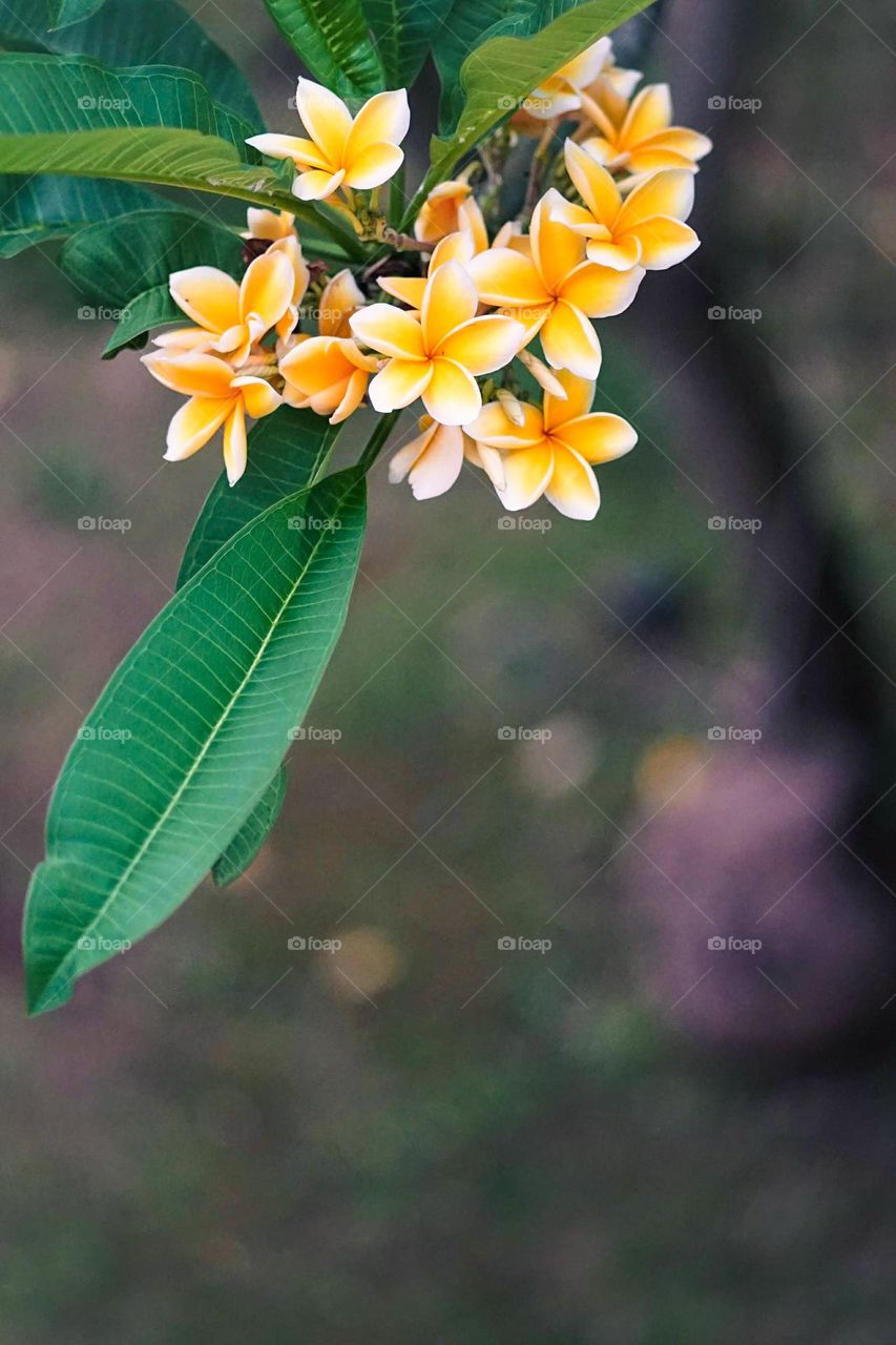 Yellow Frangifani Flower