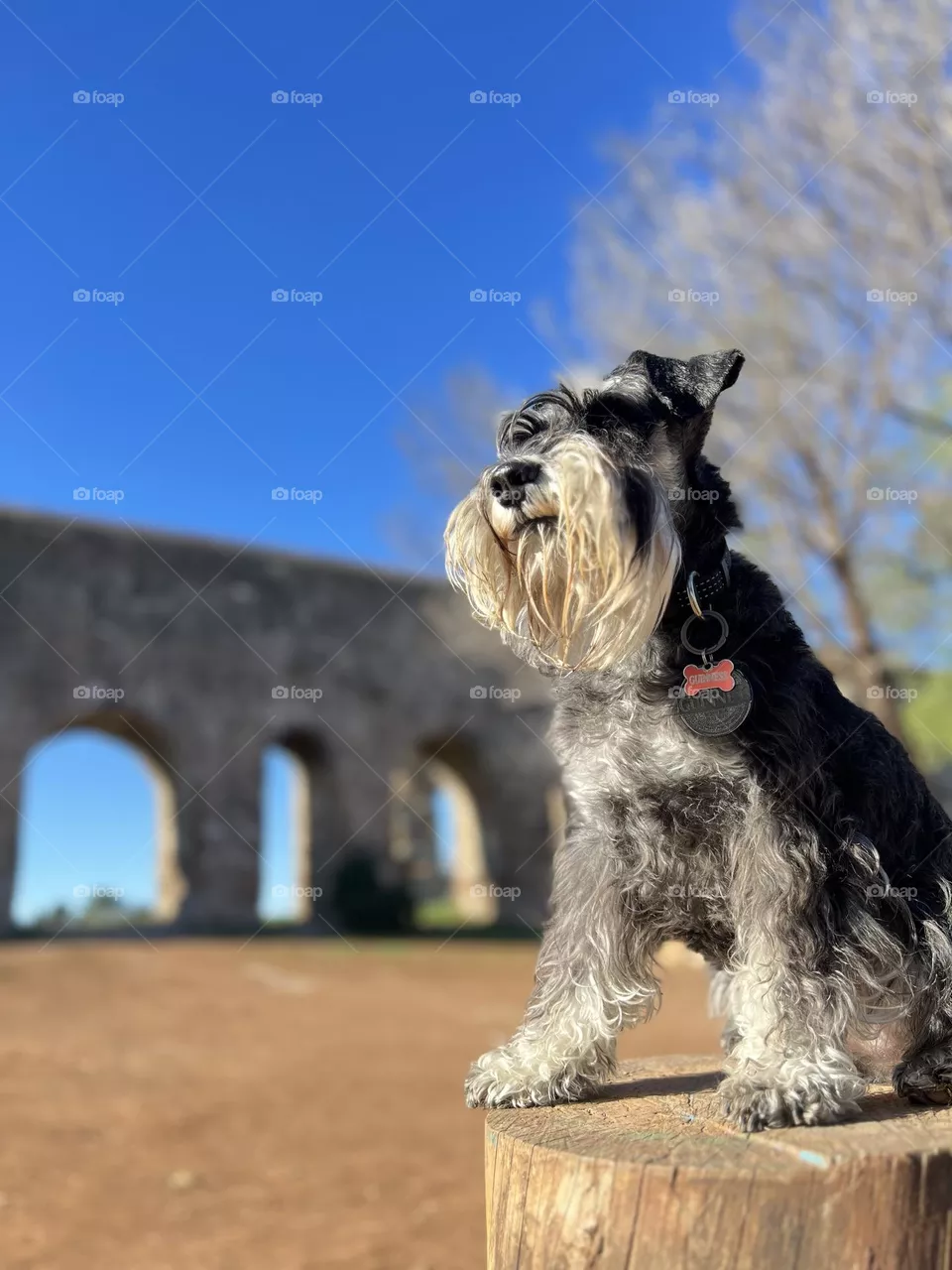 Roman dog