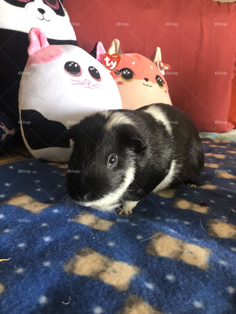 Playful Guinea pig 