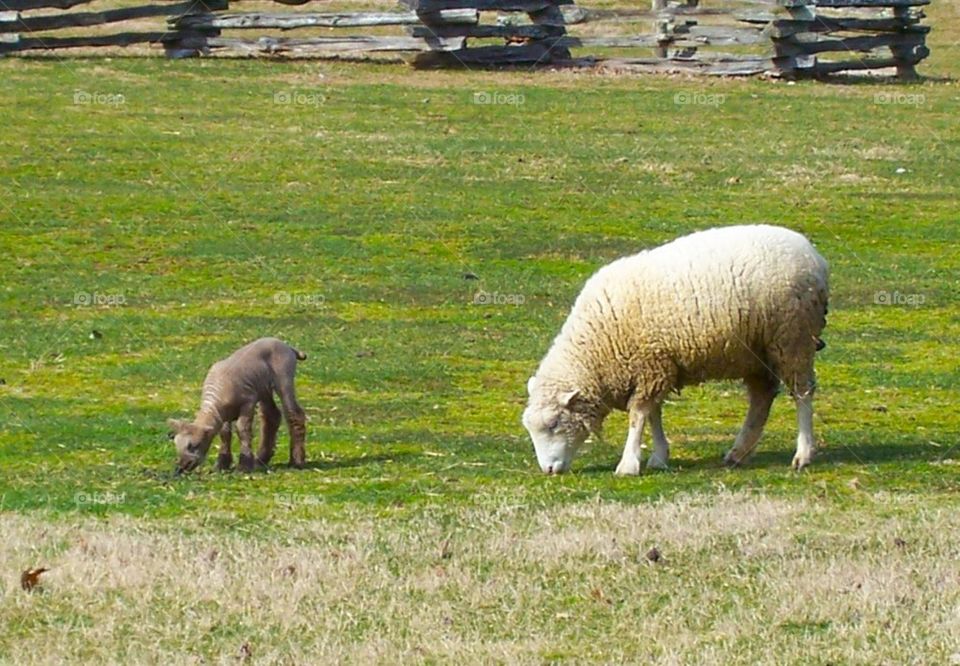 Mom and baby sheep 