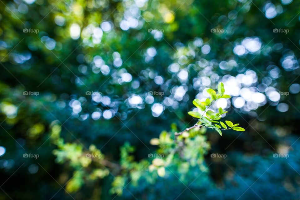 Leaf, Flora, Desktop, Color, Garden