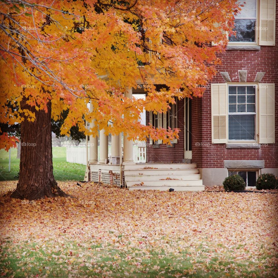 Fall, Leaf, Tree, No Person, Maple
