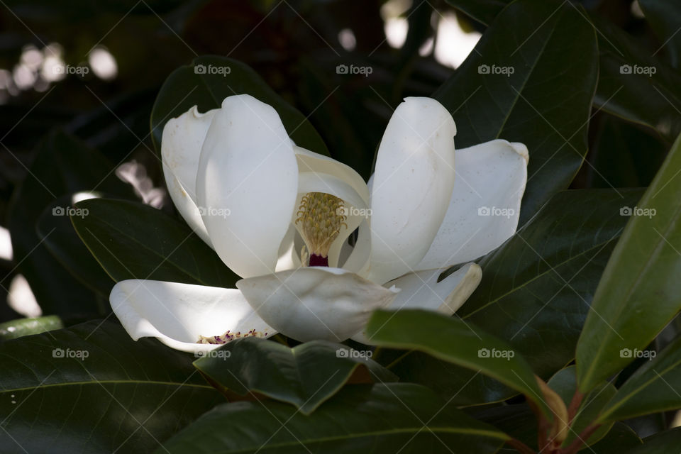 Magnolia