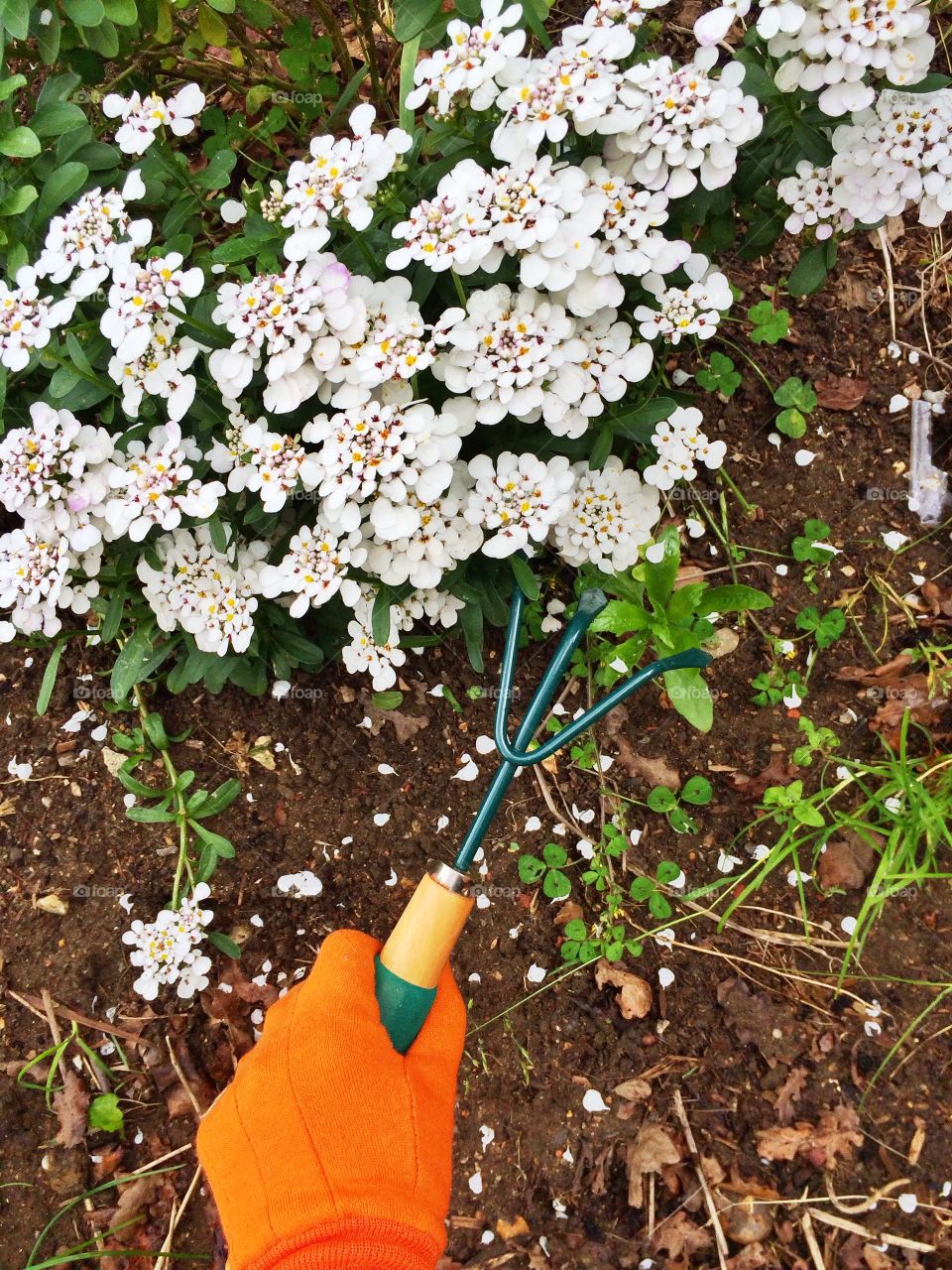 Clearing weeds in the garden. Clearing weeds in the garden