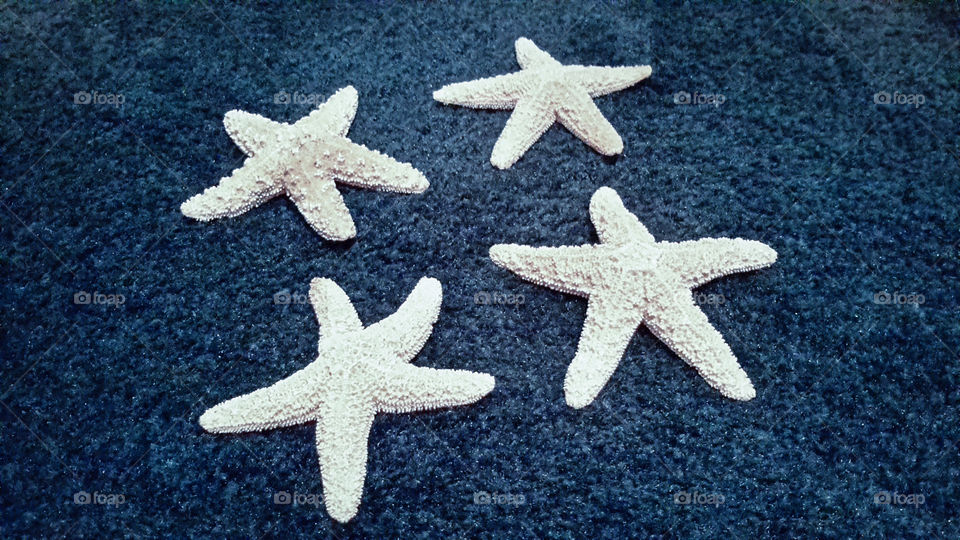 starfish. starfish