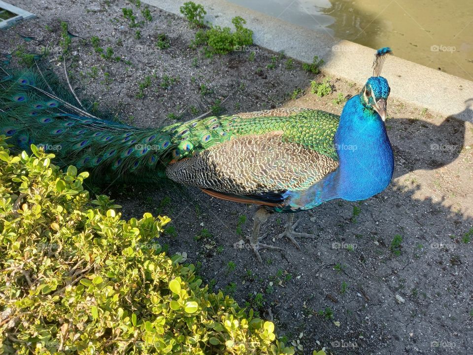 Peacock