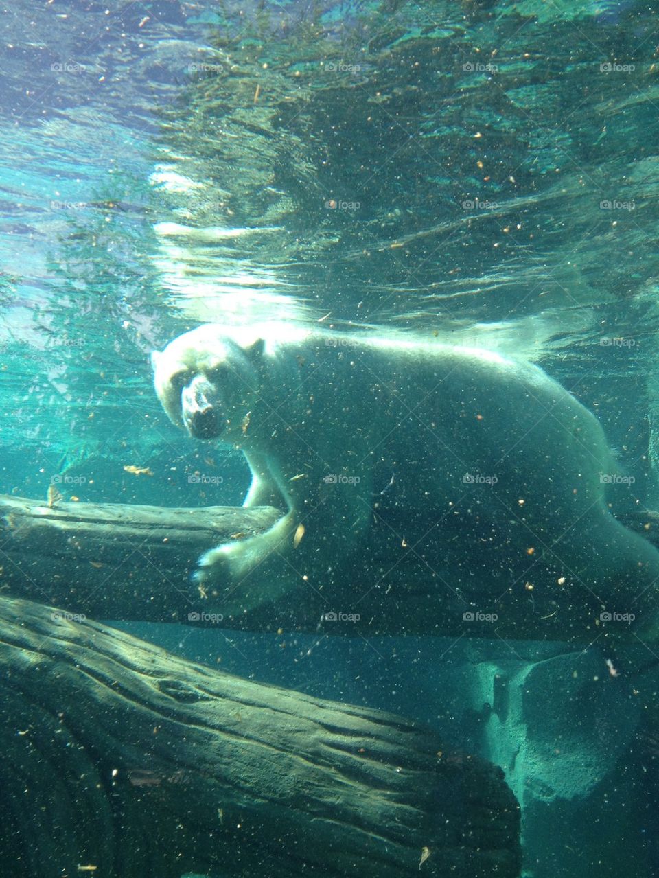 Polar bear