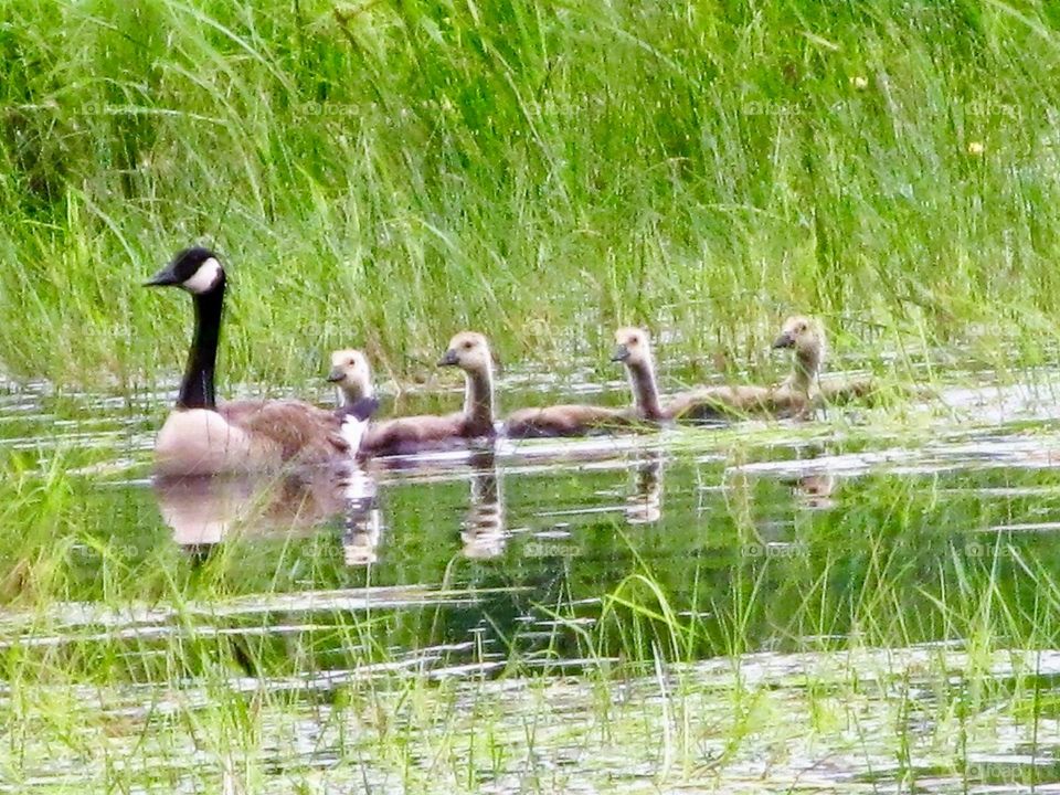 Mamma and her babies ( ducks and ducklings $