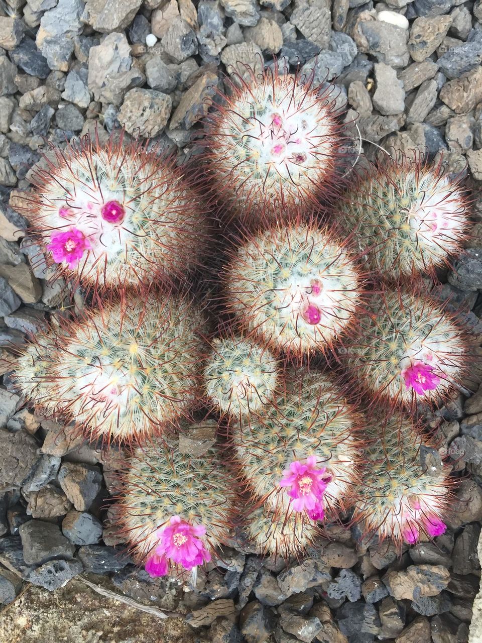 Blossomed Cactus