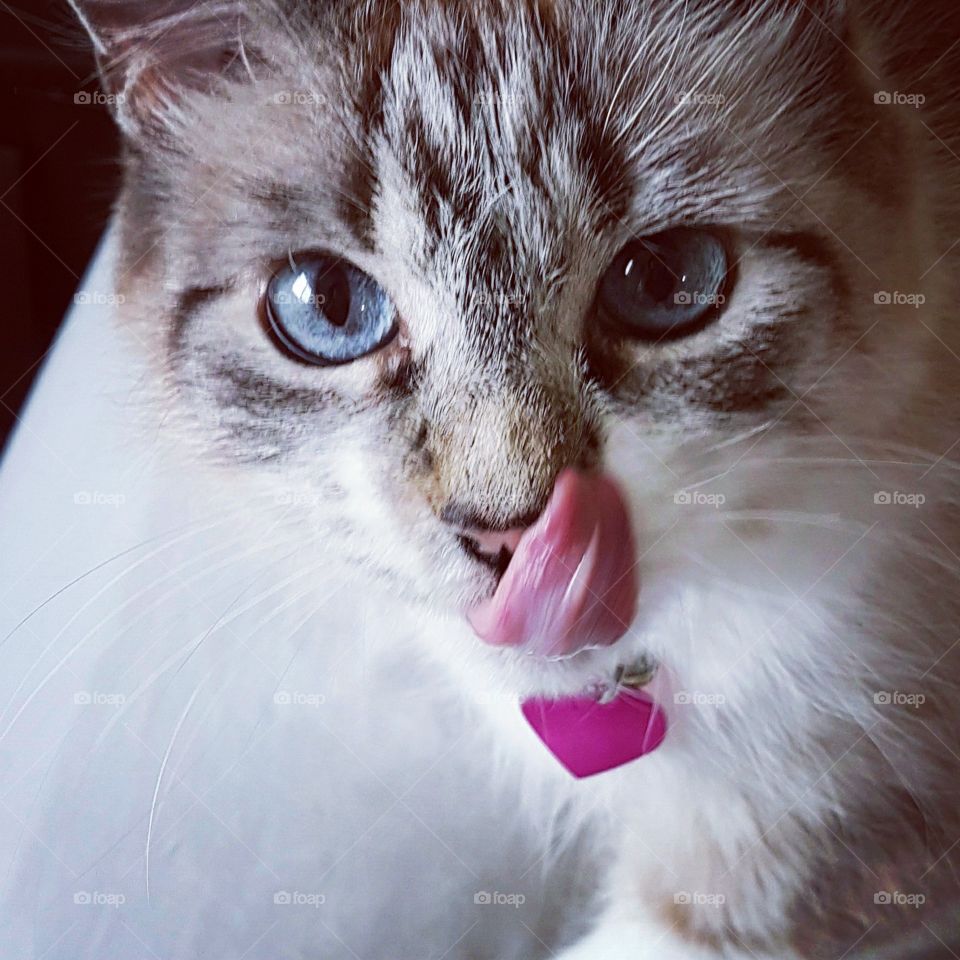 Cat with my tongue out