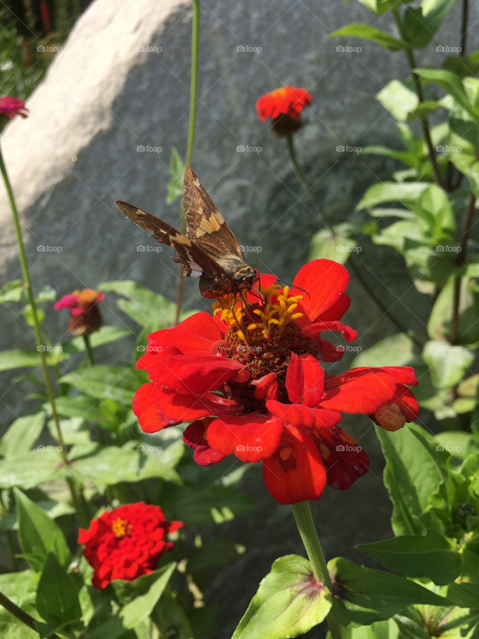 Brown butterfly on red Zinnia