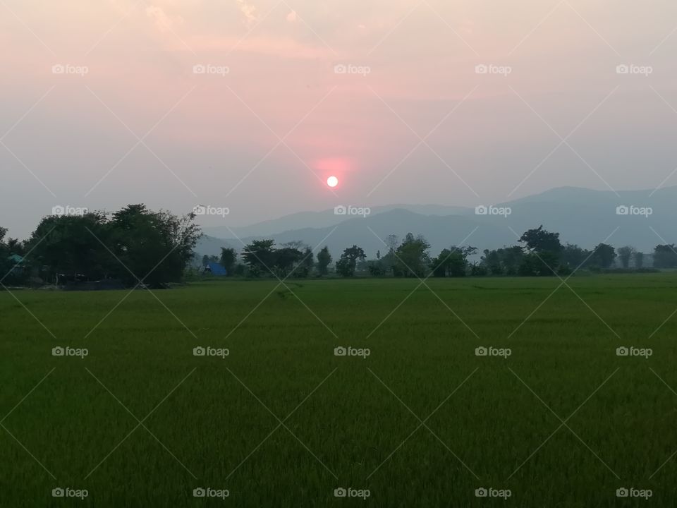 Sunset in the field