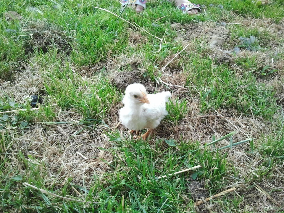 Chick in the grass