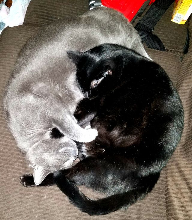 Slumbering kitties