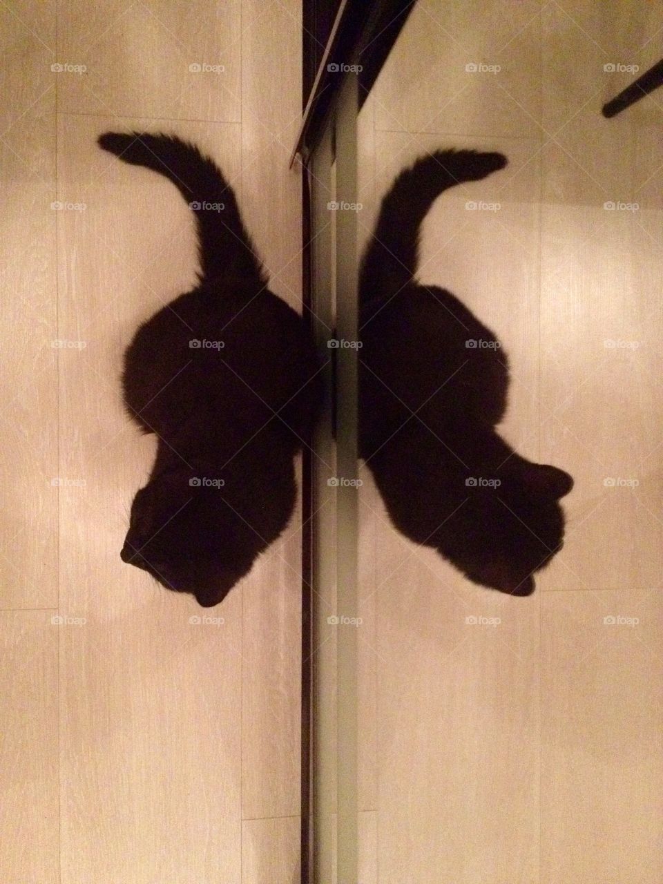 Reflection of a black cat in the mirror 