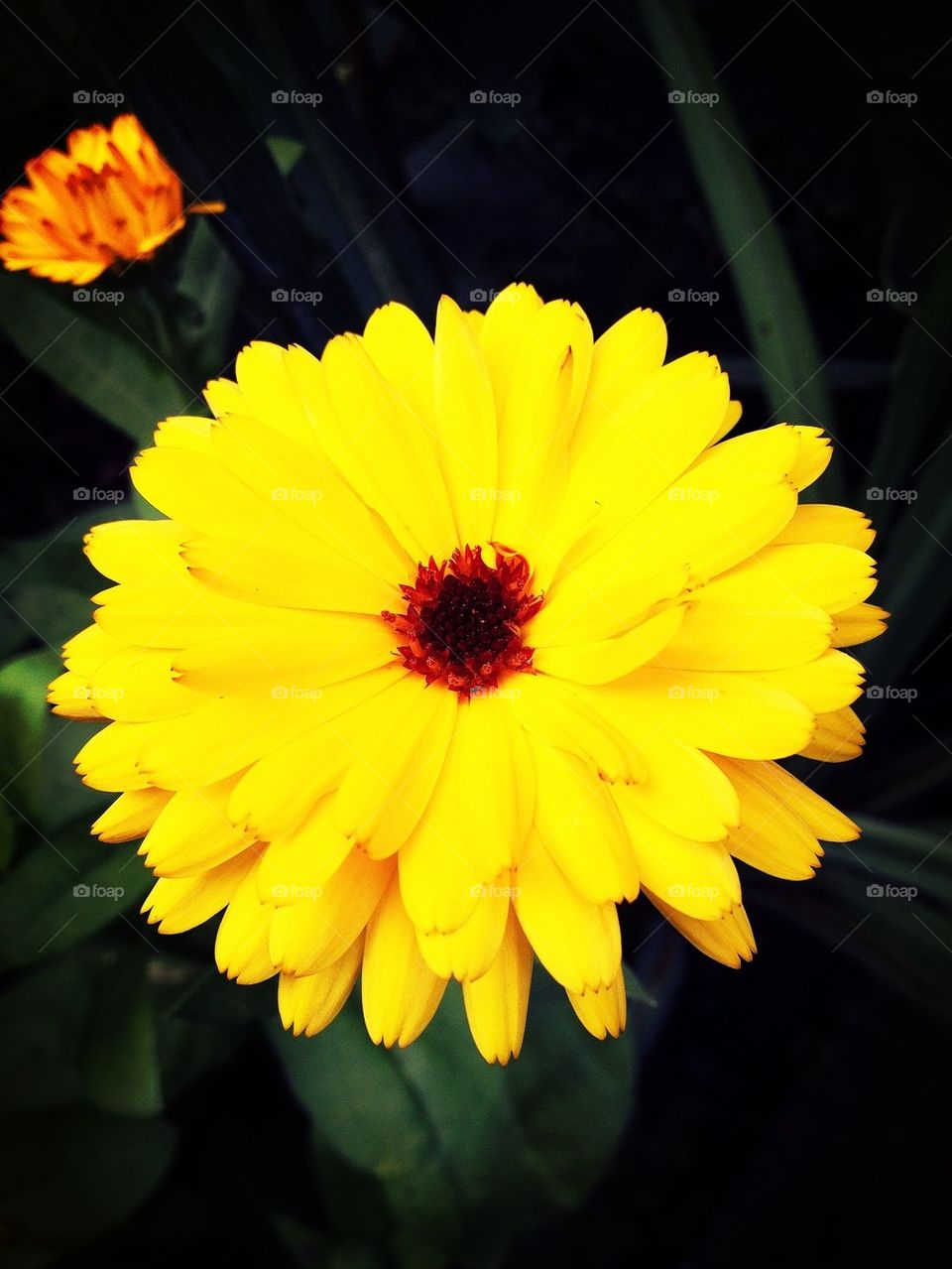 Calendula facing the sun.