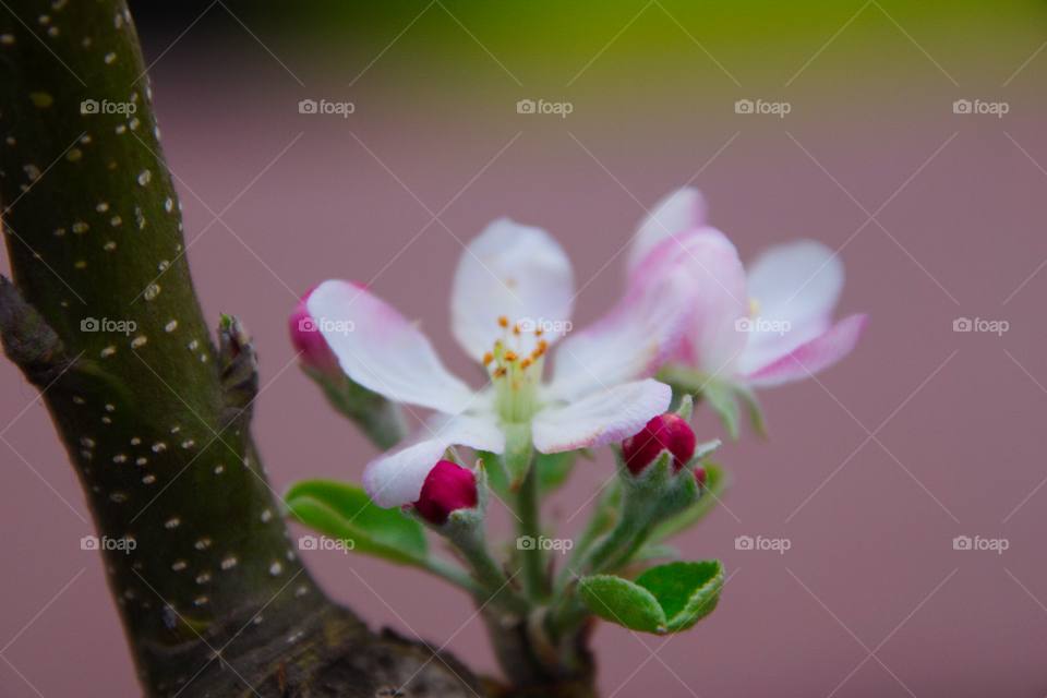 Apple blossom