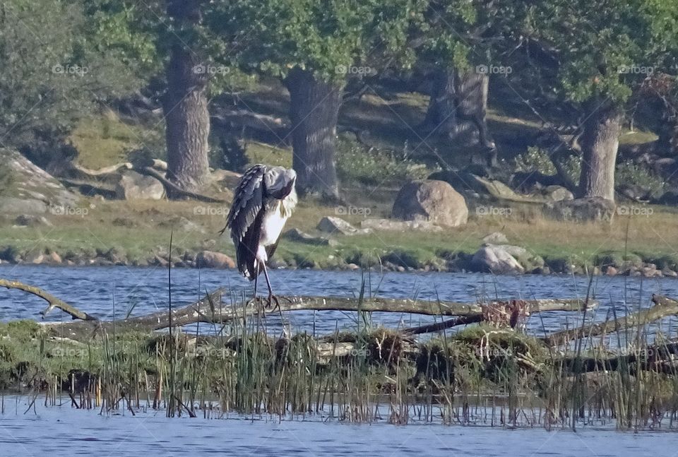 Heron perching on fallen tree