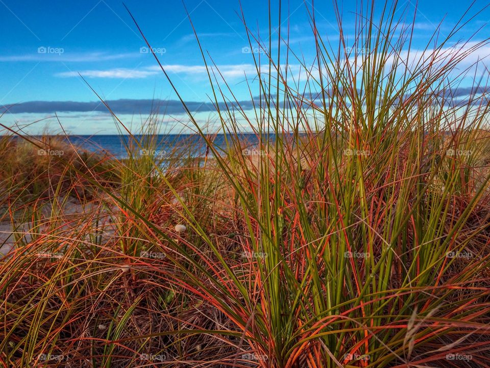 Beach Grasses New Zealand 