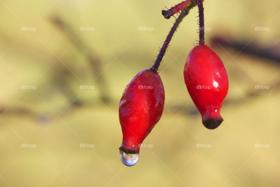 Close-up rose hips