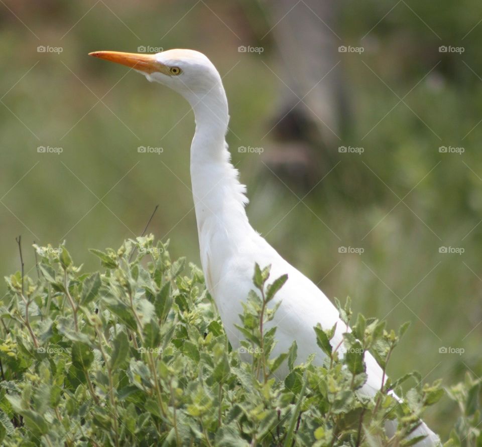 cattle Egret