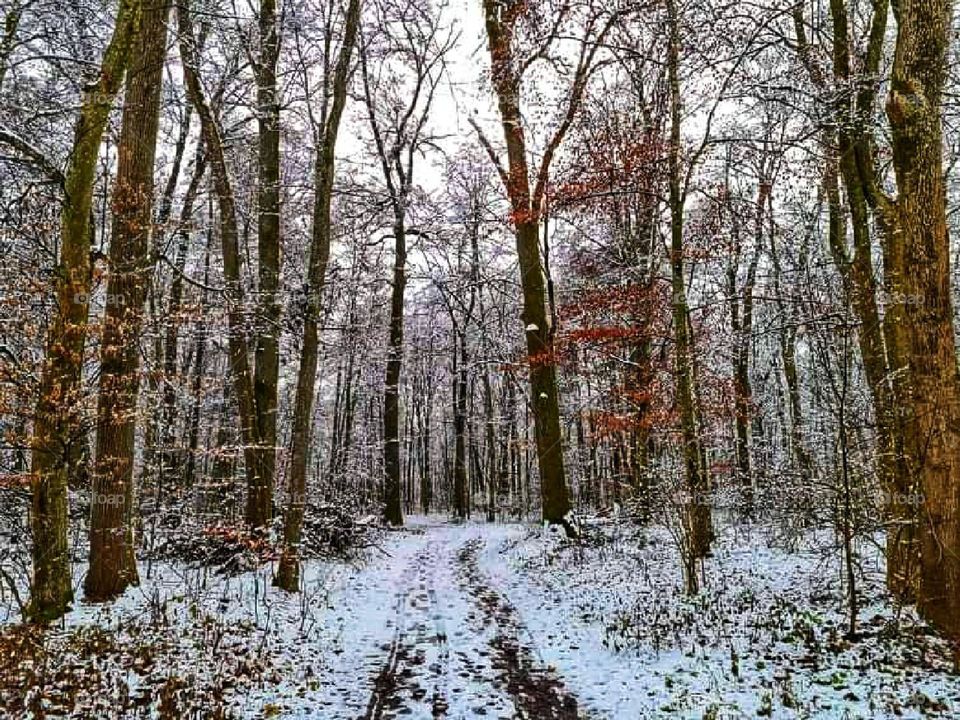 Snow making his path in the forest