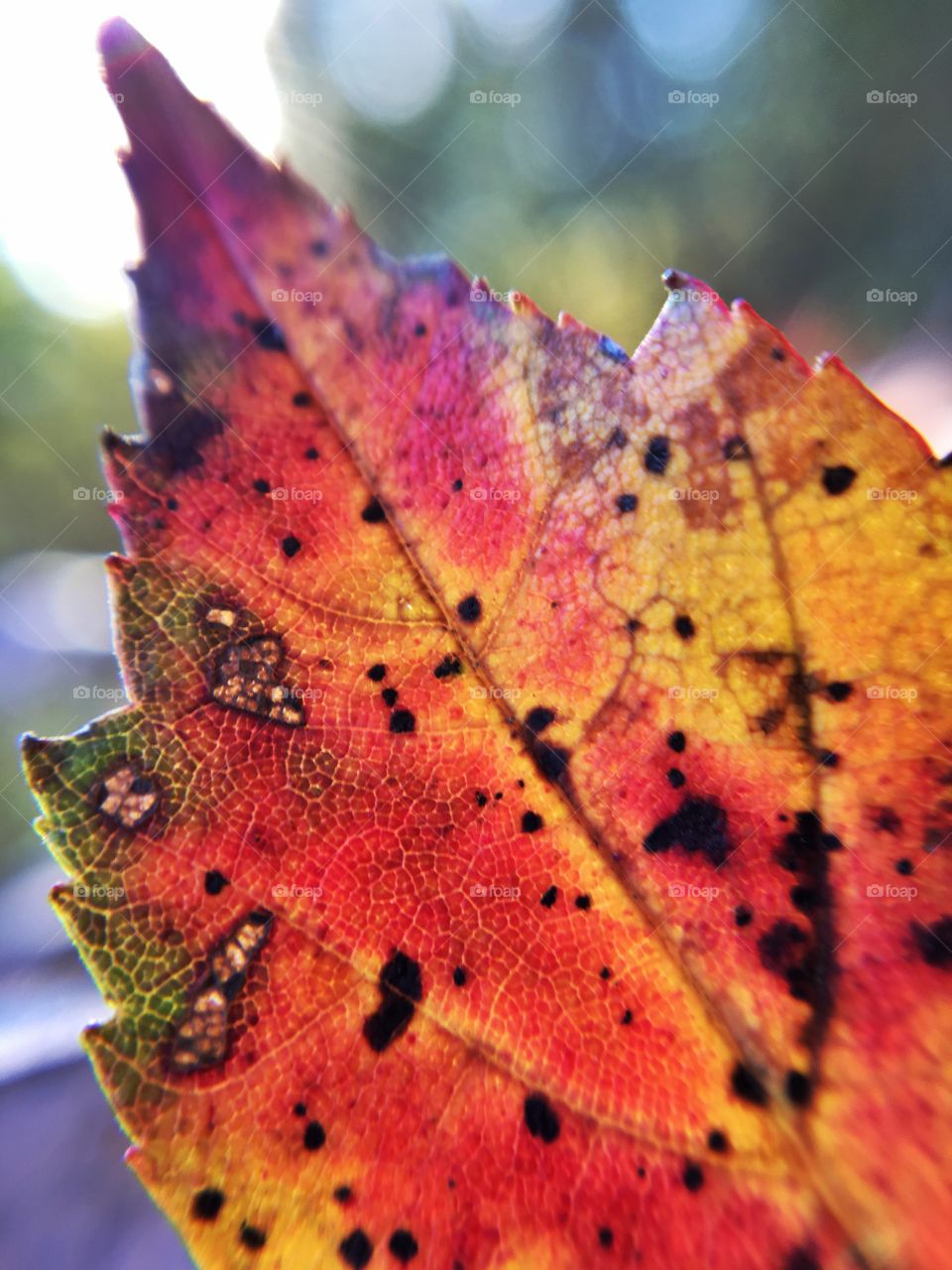 This fall leaf has it all...red, yellow, brown, green and orange!