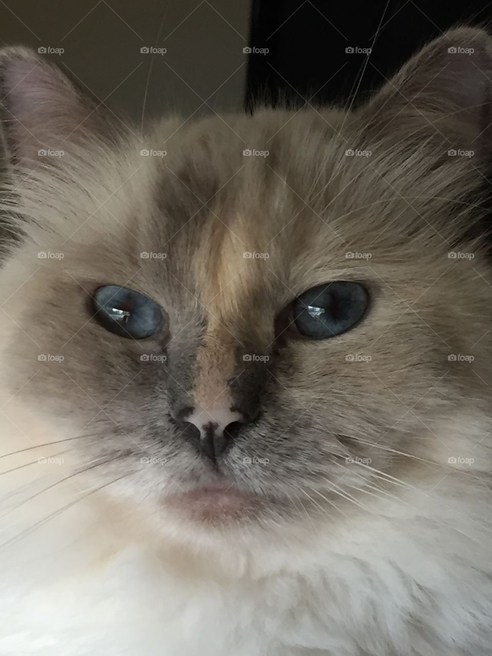 Ragdoll cat