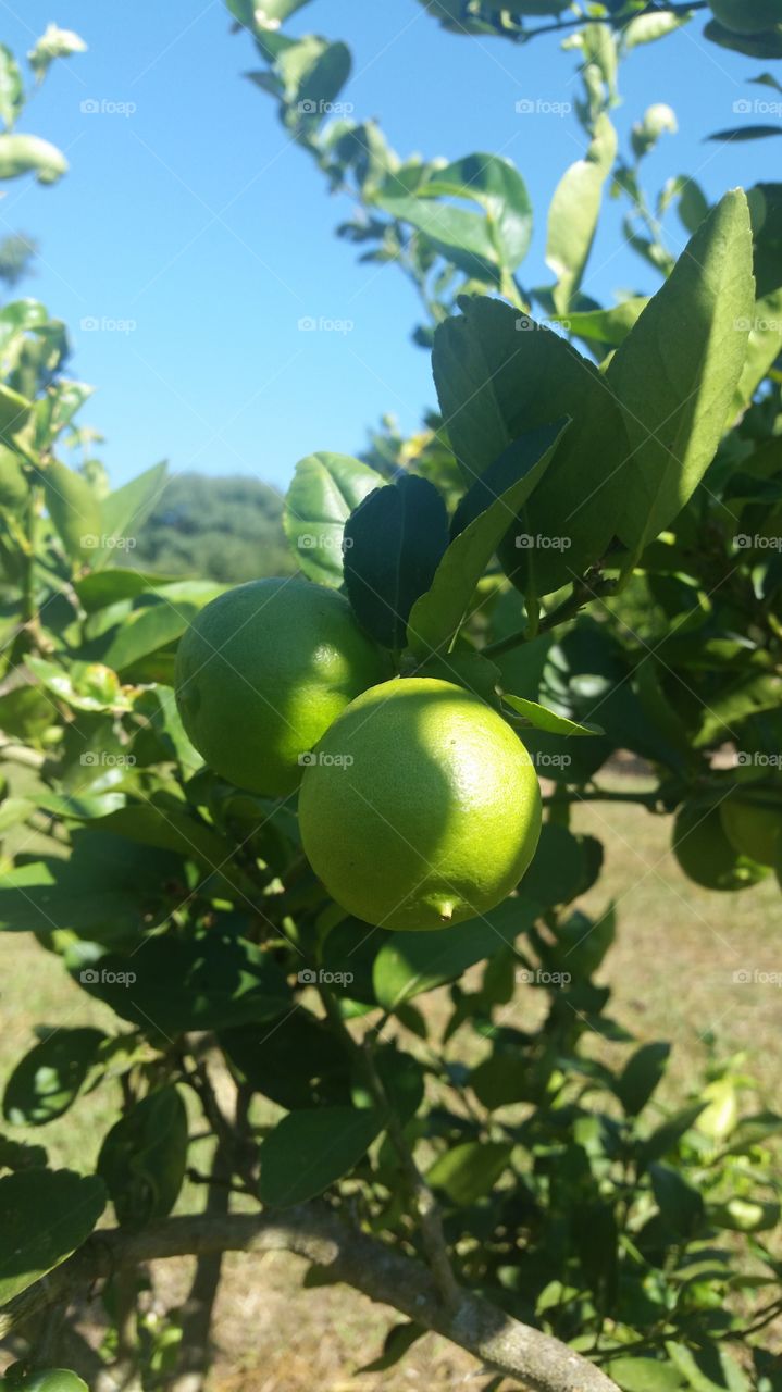 Close-up of lemon tree