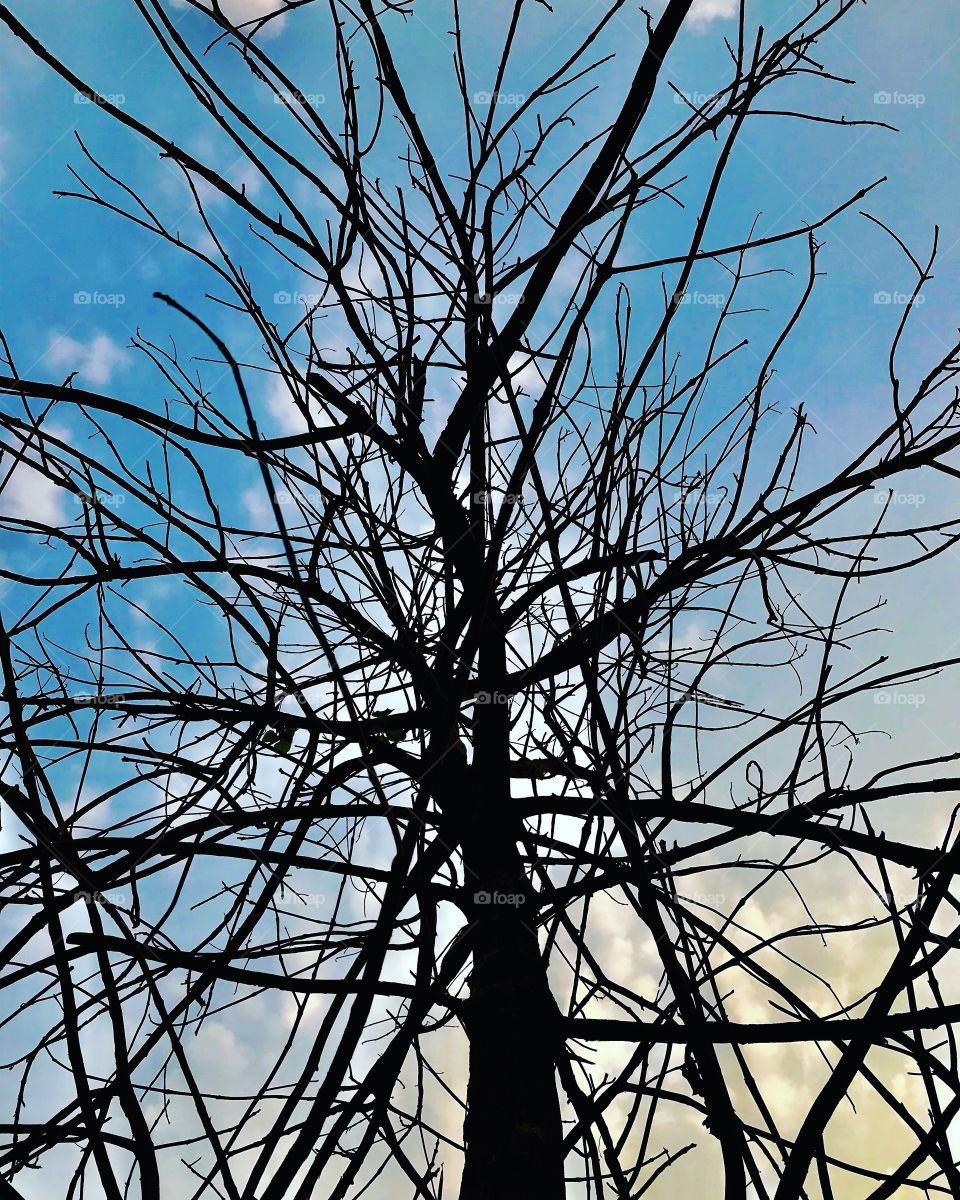 Tree without leaves 