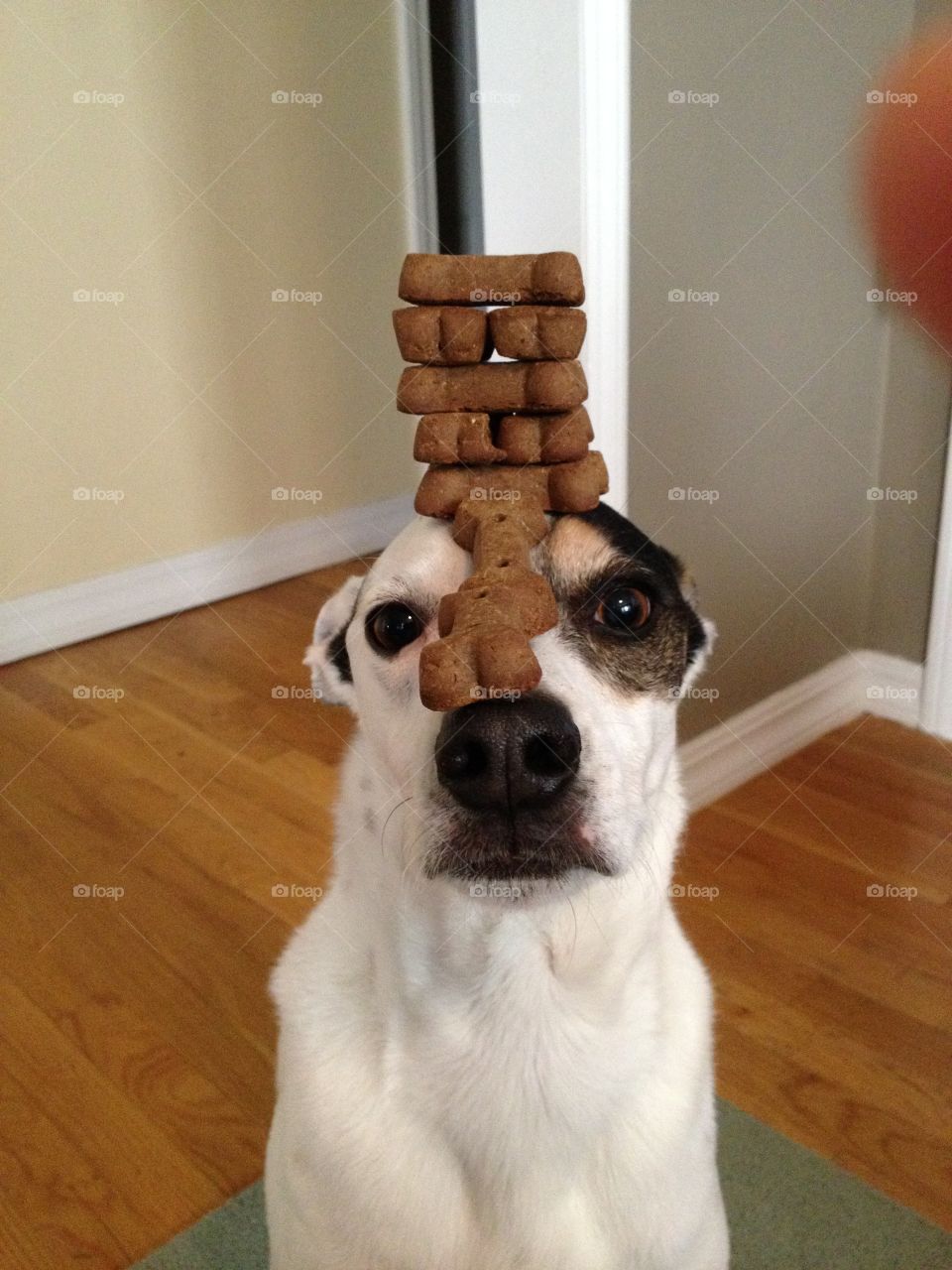 Balancing . Dog balancing treats on head