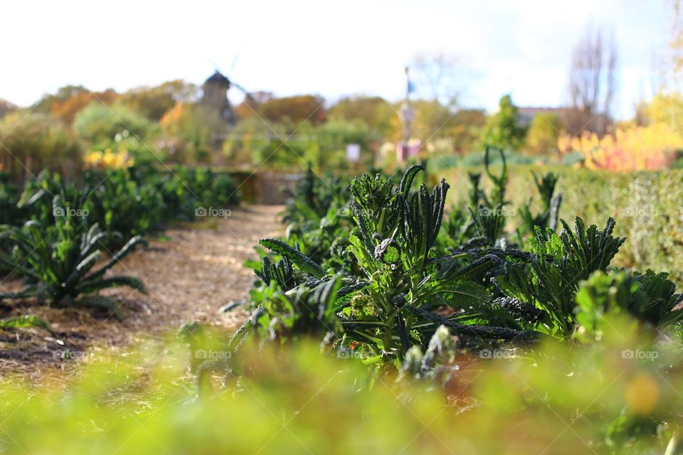 Beautiful city garden with growing vegetables