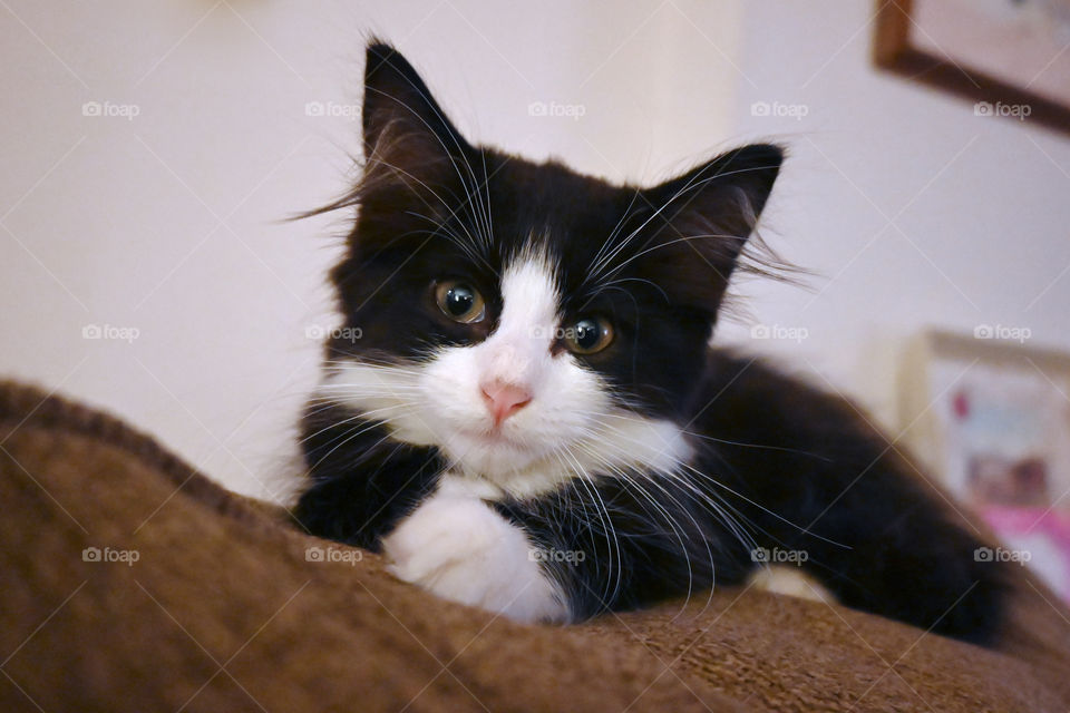 Little kitten, Maine coon cat