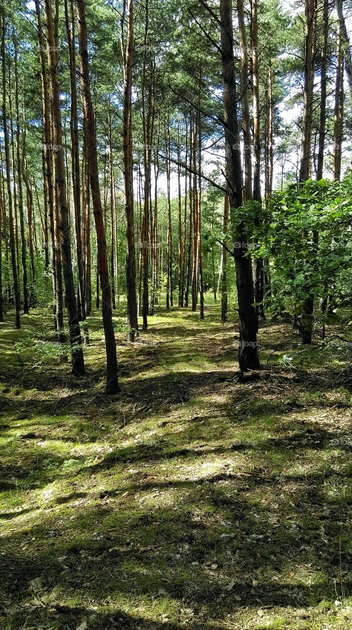 Sunlight passes through the trees in the forest