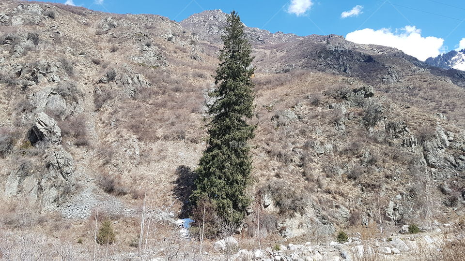 very tall christmas tree in Almaty mountains