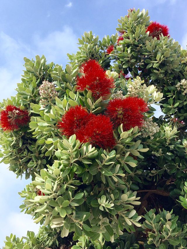Red flowered tree